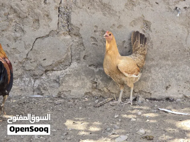 دجاج عماني للبيع