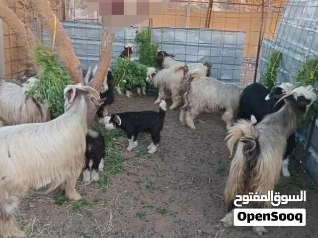 هوش للبيع ممتاز