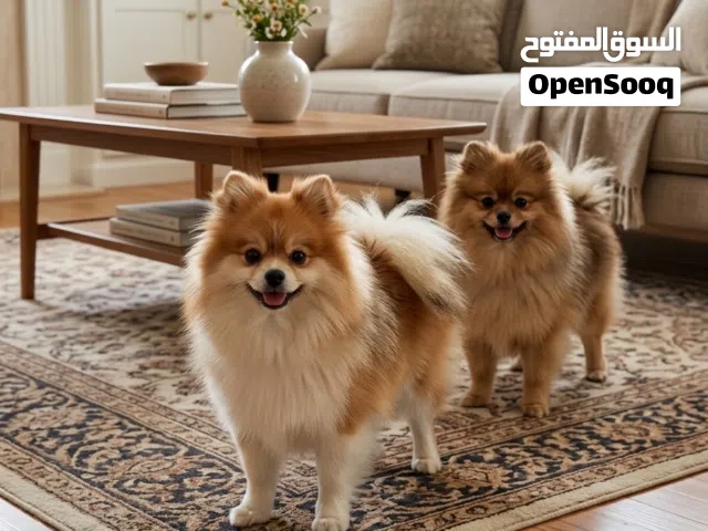 جوز بومرينين بيور العمر 5 اشعر متعودين عالحمام وبيحبوا اللعب كثير مطلوب 6500 بالجوز قابل للتفاوض