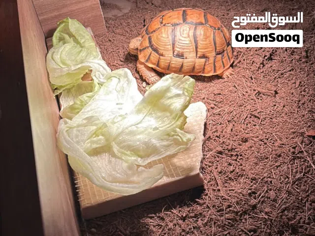 سلحفه مستورد خشب  ومعاه لمبه
