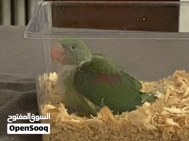 فرخ بيبي متوه نيبالي