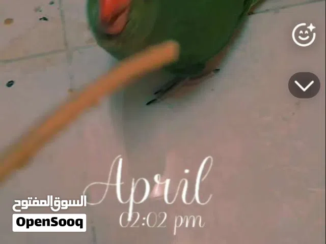 دره اليف في عمر دتريب