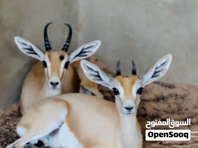جدي غزال الريم