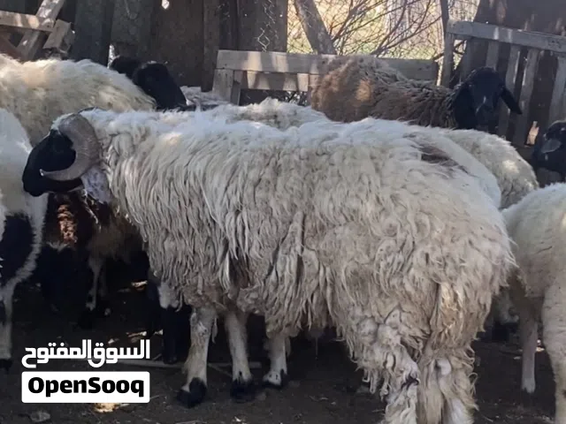 خروف تني بسم الله مشاء الله لاقوه الله بالله يبي الشاري بَــس والسعر ربي يبارك
