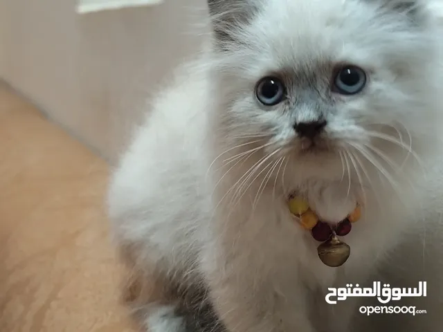بيع هملايا