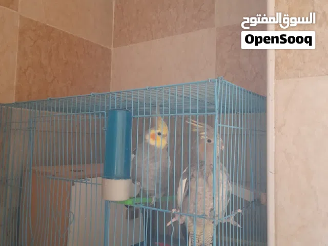 2 كوكتيل ذكر وانثى جاهزين  3 حباب حب للبيع كامل مع اغراضهم الموقع الزرقاء جبل حمز