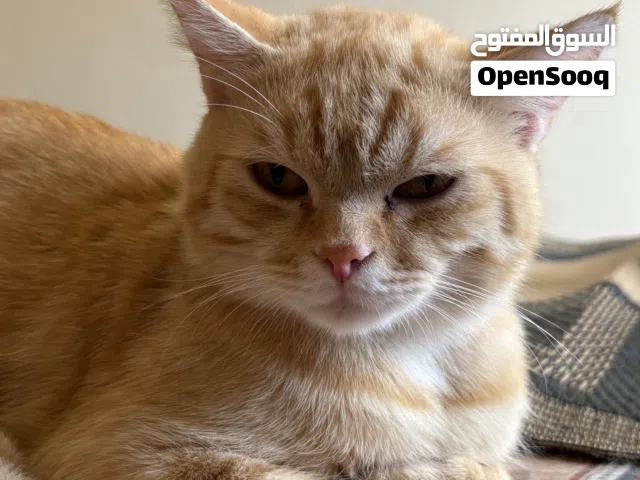 Cat for Adoption free