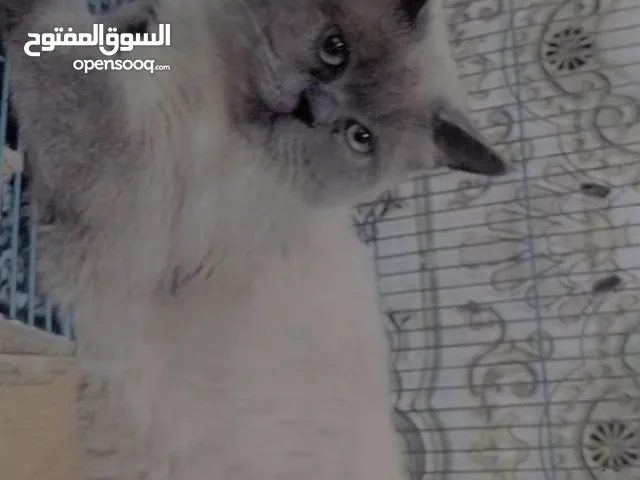 قط فحل الهملايا