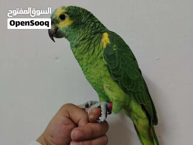 بلو فرنتد انتاج الاردن اليف جداً جداً حبة الاولى على الاردن قابل للبدل على ببغا للتواصل الرقم بالوصف
