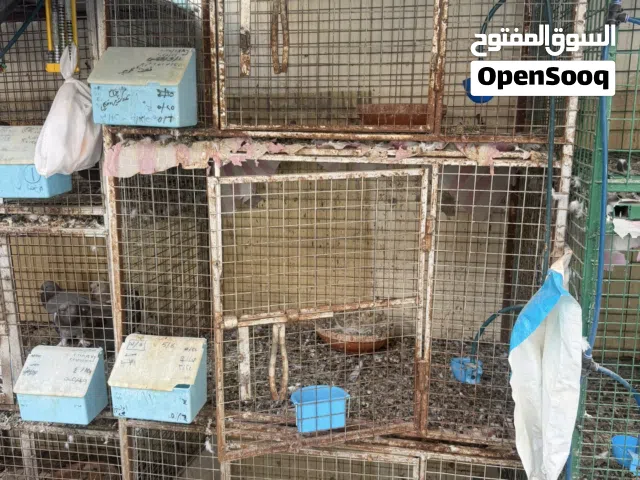 للبيع محاكر وقفص متكون من 3 غرف