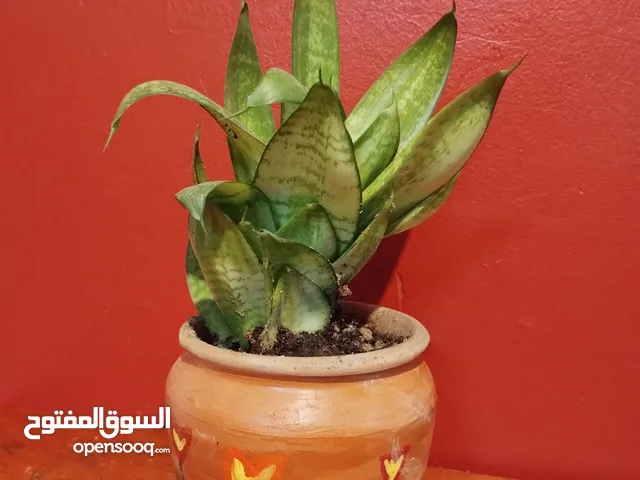 Snake plant in clay pot