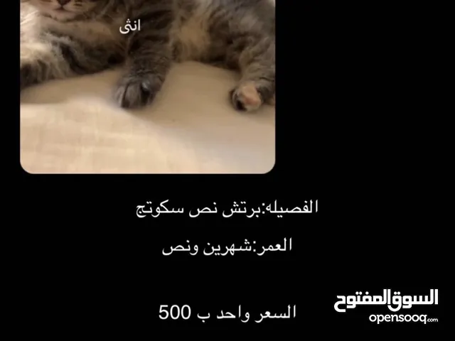 برتش ونص سكوتج