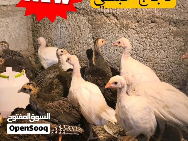 طيور نادرة  الفزن و الدجاج و السمان و الحجل و الببغاوات.  فصائل و أنواع مختلفة و نادرة(قابل للتفاوض)