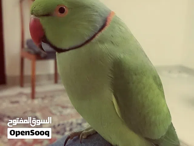 ببغاء الدرة المتكلم