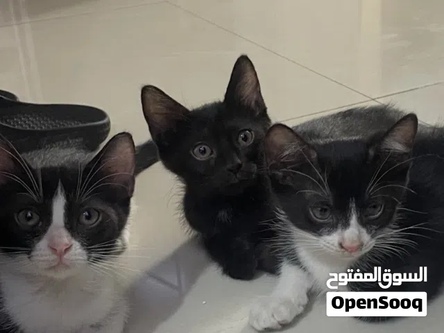 قطط للتبني 3 اشهر