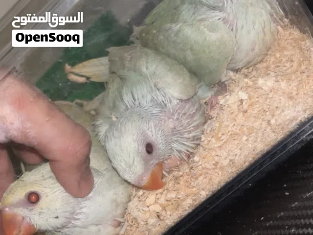 فروخ درة لاس وينج رينبو و فرخ ذكر نيبالي احجام طيبة مناسبين للأطفال خالين من جميع لأمراض يقبلون الغر