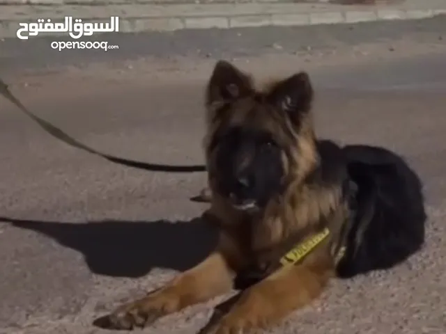 ذكر جيرمن لونج هير ورك لاين بيور مستوى عالي11 شهر