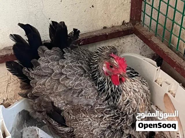 دجاج كويتي بيضات  للبيع نظيفات مال بيت ابيع اثنين شلعه وحده