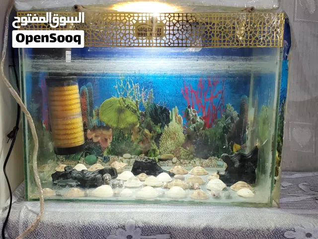 حوض سمك محلي الصنع