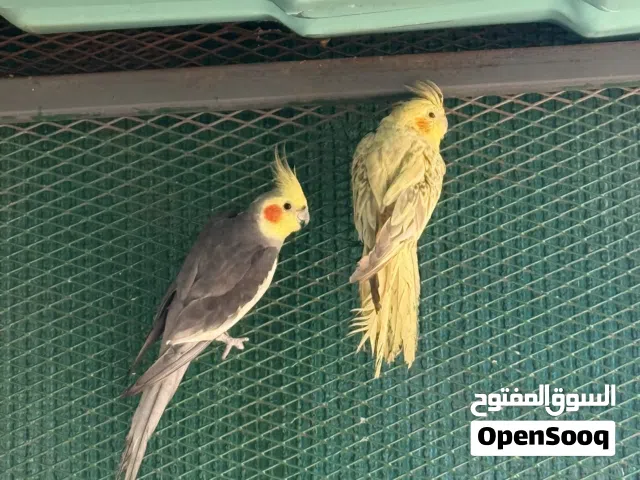 كوبيه كوكتيل للبيع