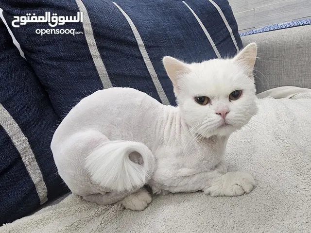 Free Adoption Mix Turkish with Persian