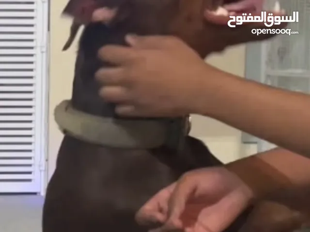 دبرمان اصلي