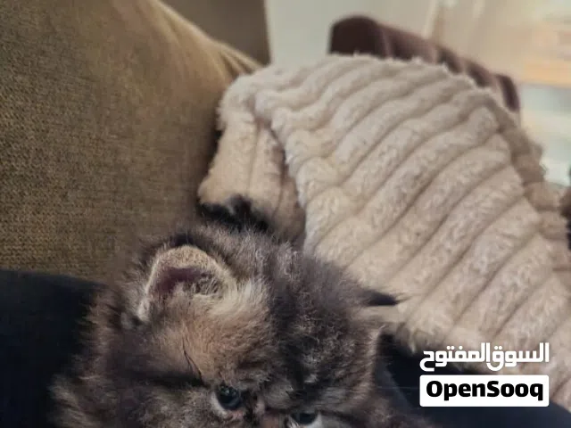 قطة هملايا بيور عمره شهر  م