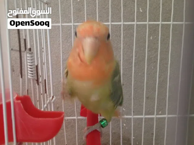 السلام عليكم بركديلو مروض اقرا الوصف