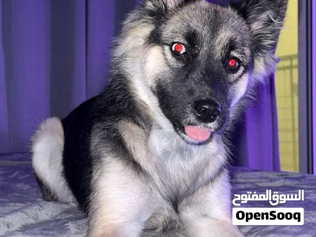 German Husky mix