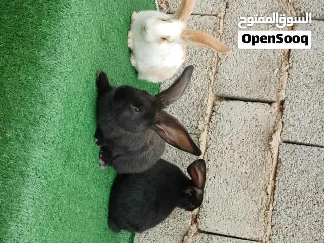 كوبية تلاته اربع زوز انتايات ودكر