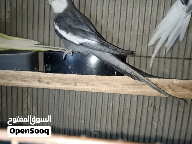 فحل كوكتيل وايت فيس جانبو تغريد نار للبيع دون قفص