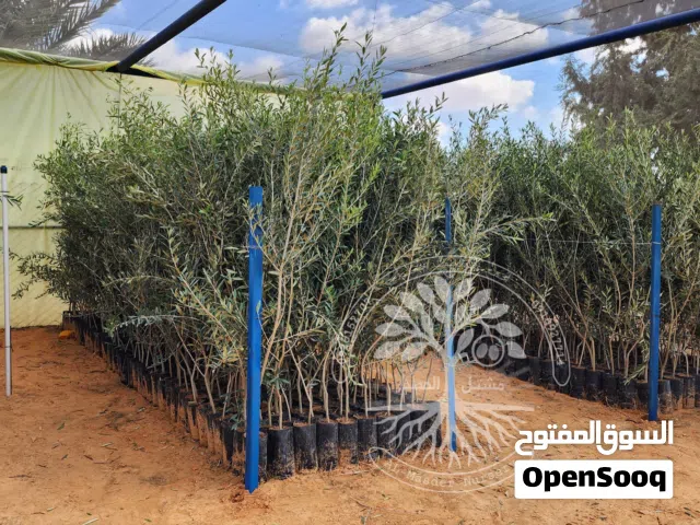 المصدر للأشجار المثمرة وشتول الزيتون ( جملة + قطاعي )
