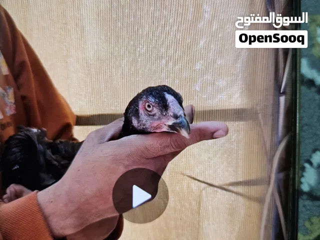 دياية شامو للبيع