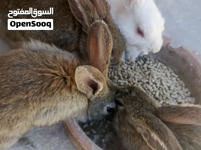 7 ارانب للبيع 4 عمر شهر و نص  و جوز شغالين  و ذكر جاهز للزواج