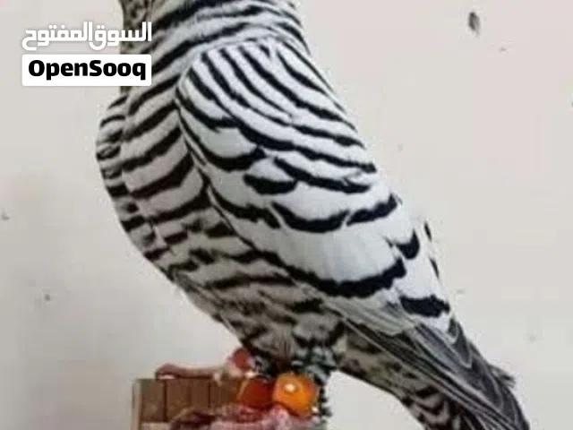 بدي افراخ شو ماكانت بشرط تكون رخيصه