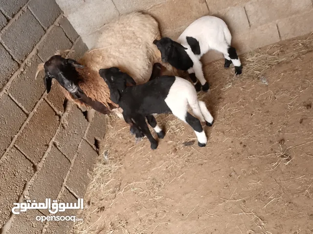 نعجه توميه للبيع