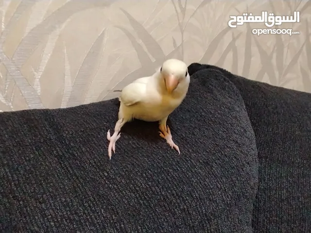 ببغاء روز للبيع البينو عين جمرة