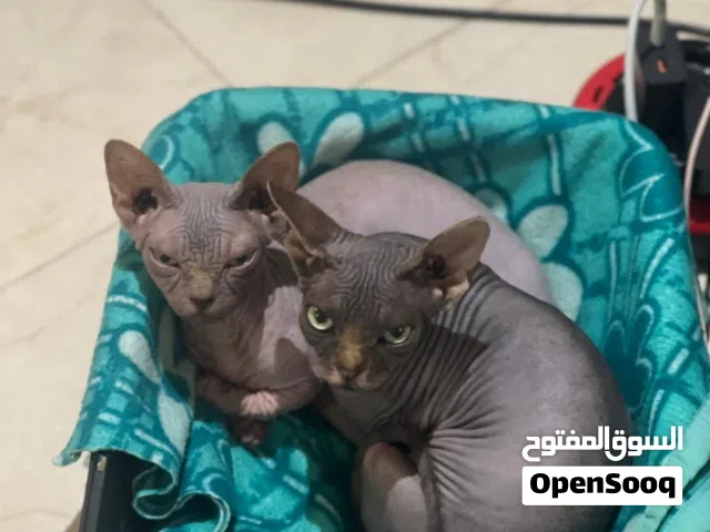 Chat Sphynx mâle / femelle vaccinés avec carnet