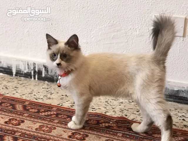 سيامي للبيع