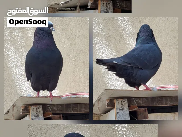 حمام للبيع في مسقط