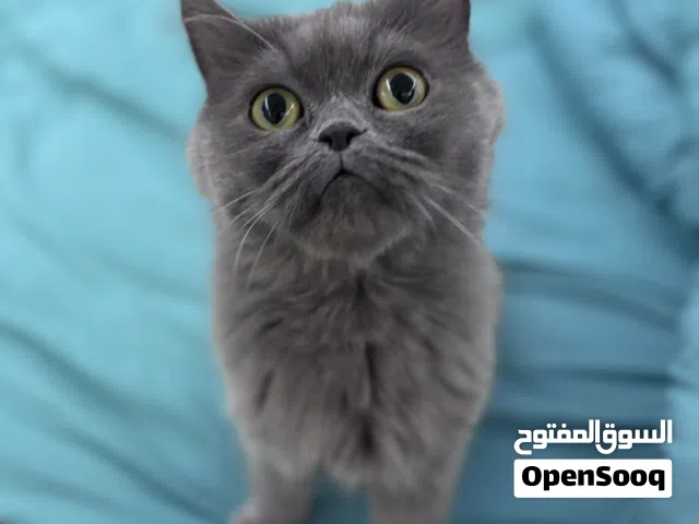 آش وبرنس للتبني اليفين ومدربين على اللتر بوكس Ash &prince for adoption, playful,litter box trained