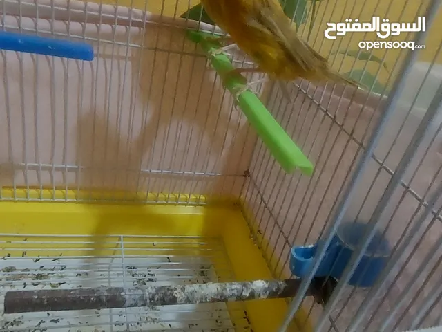 مخاليف عدد 2 كناري بشلبكن