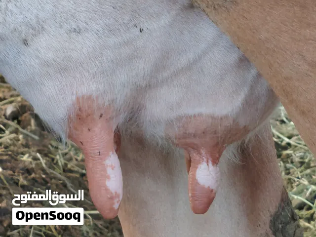 بقره حليب جيرسي