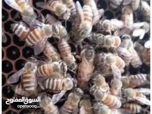 للبيع طرود نحل بلدي غنامي عسال وأنواع العسل الطبيعي%ومتوفر خدمة التوصيل انحاء المملكة على طلب العميل