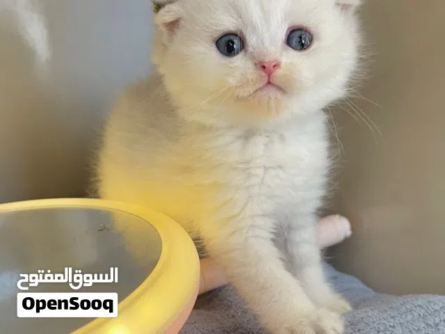 سكوتش فولد بيور