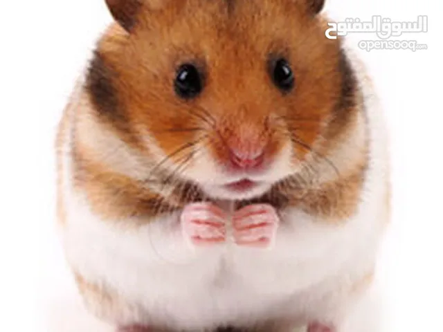 Golden hamster هامستر انثى