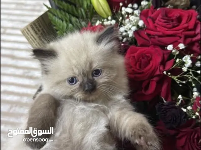 قط للبيع / الموقع السويق