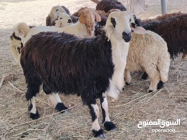 كباشه محليات للبيع