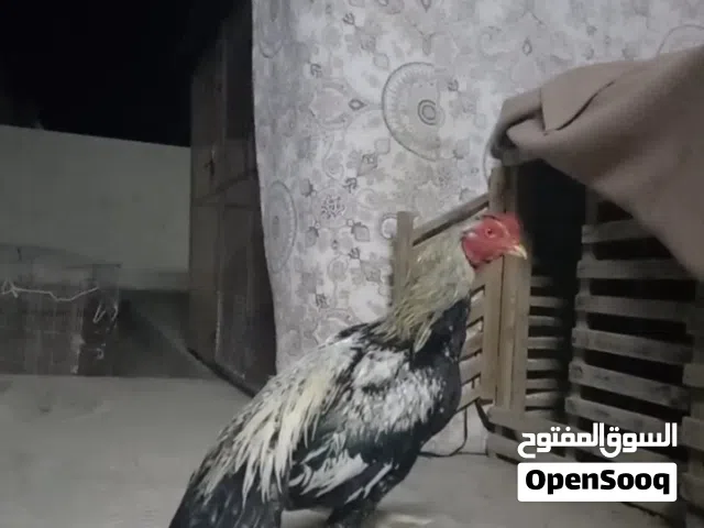 ديك باكستاني للبيع لضرابه والتربيه