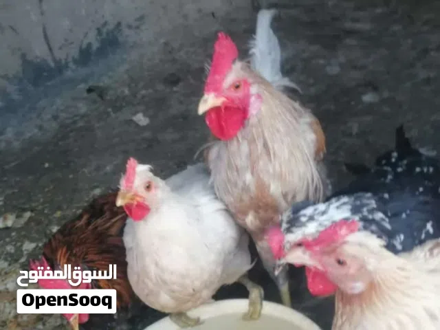 دجاج عرب اصلي مال العمارة  2 ديوجة 3 دجاجات السعر صيدة وجدإ مناسبات